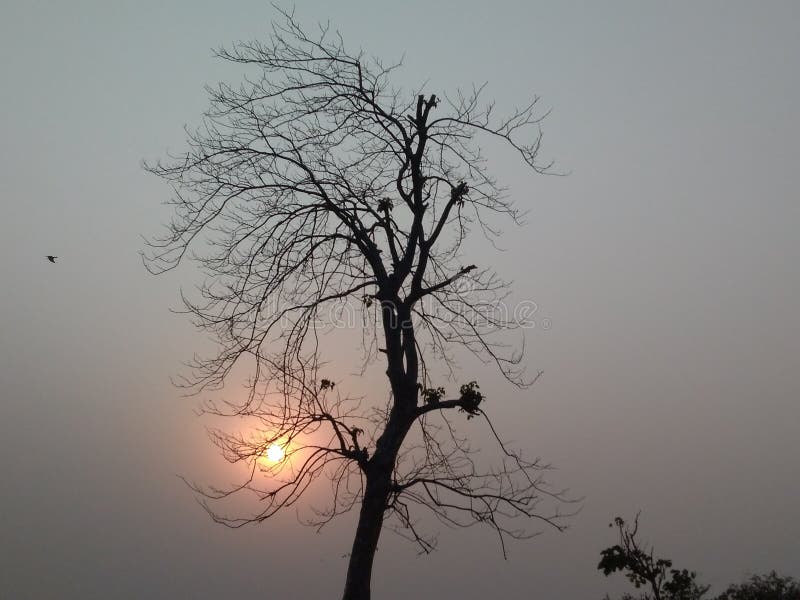 SOL DE MORTE DA ÁRVORE E DE AJUSTE fotos de stock SOL DE MORTE DA ÁRVORE E DE AJUSTE fotos de stock