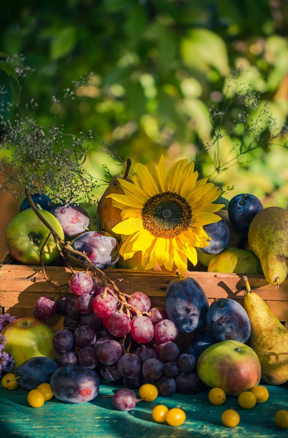 Sol poniente estacional de la luz de la cesta de frutas del verano tardío del jardín fotografía de archivo libre de regalías Sol poniente estacional de la luz de la cesta de frutas del verano tardío del jardín fotografía de archivo libre de regalías