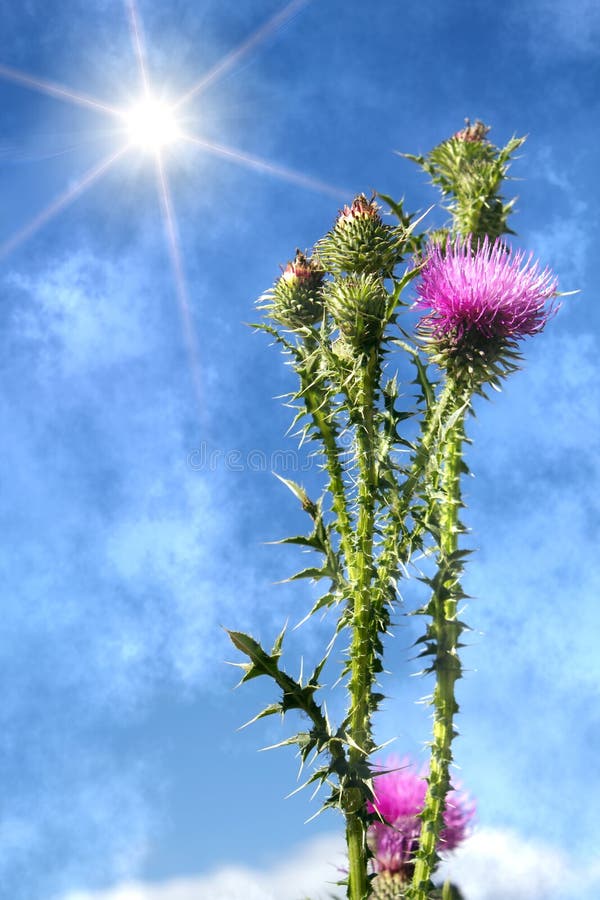 Harmful dangerous prickly weed a flower with red petals against the sky. Harmful dangerous prickly weed a flower with red petals against the sky