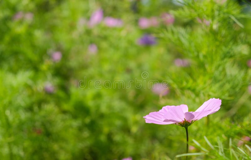 Sola flor de la lavanda en un campo imágenes de archivo libres de regalías Sola flor de la lavanda en un campo imágenes de archivo libres de regalías
