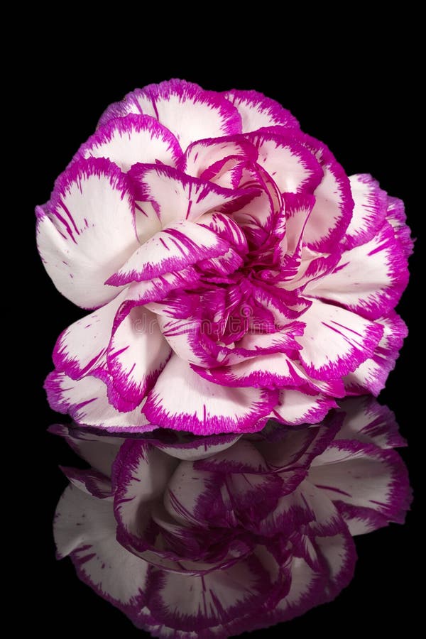 Sola flor del clavel del clavel en el fondo negro, reflexión de espejo foto de archivo libre de regalías Sola flor del clavel del clavel en el fondo negro, reflexión de espejo foto de archivo libre de regalías