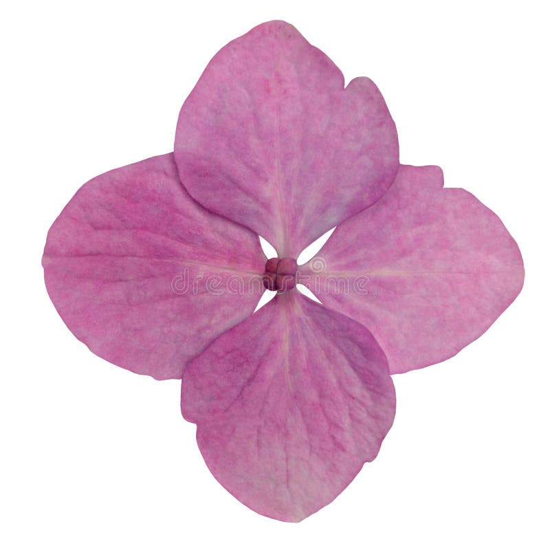 Sola flor rosada del Hydrangea aislada