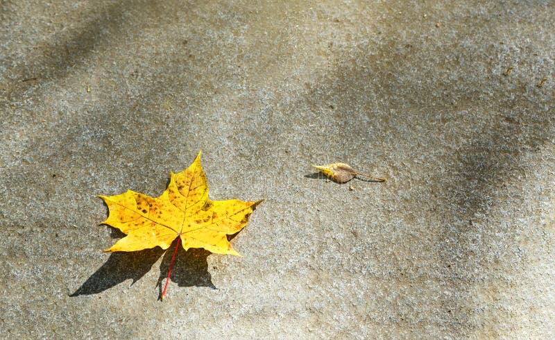 Sola hoja amarilla del otoño del arce en el fondo de tierra de la textura de la piedra del granito Imagen abstracta de la natural imágenes de archivo libres de regalías Sola hoja amarilla del otoño del arce en el fondo de tierra de la textura de la piedra del granito Imagen abstracta de la natural imágenes de archivo libres de regalías