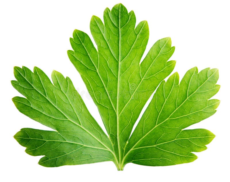 Sola hoja de la hierba del perejil (coriandro) aislada en blanco fotos de archivo libres de regalías Sola hoja de la hierba del perejil (coriandro) aislada en blanco fotos de archivo libres de regalías