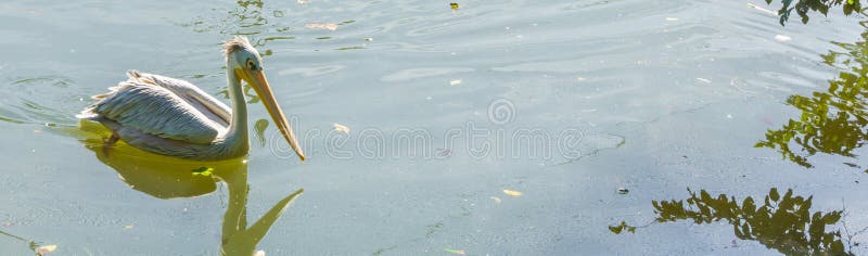 Sola natación del pelícano blanco en el cierre del agua para arriba imágenes de archivo libres de regalías Sola natación del pelícano blanco en el cierre del agua para arriba imágenes de archivo libres de regalías