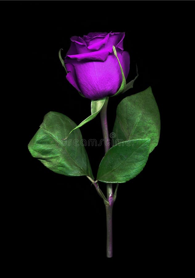 Sola Rose púrpura vibrante imágenes de archivo libres de regalías Sola Rose púrpura vibrante imágenes de archivo libres de regalías