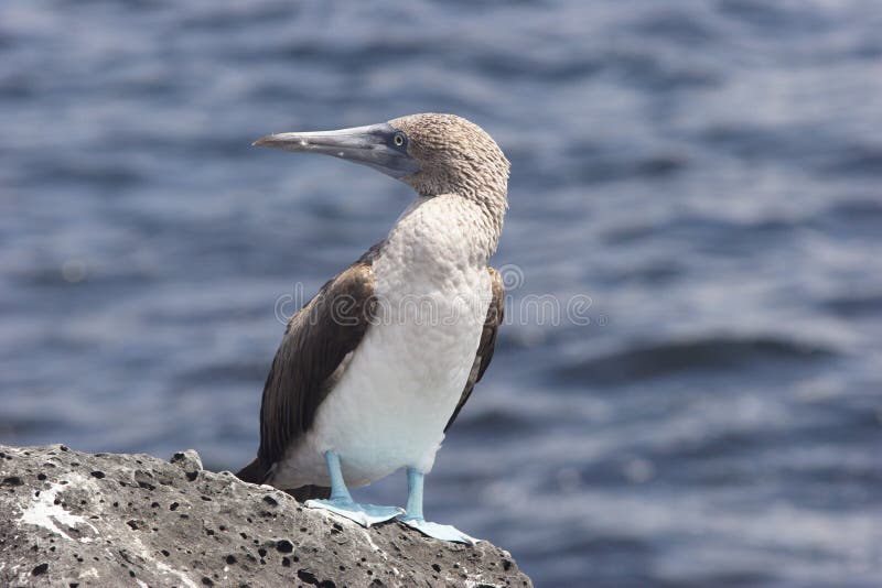 Solan goose (Sula nebouxii)