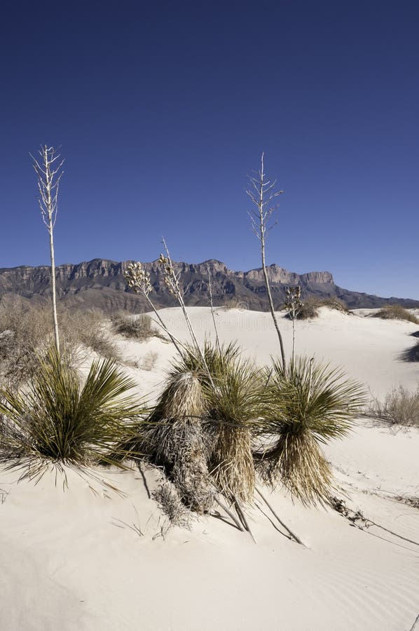 Salt basin dunes are made of Gypsum grains which are bright-white dunes in the western part of Guadalupe Mountains National Park. The dunes cover 2,000 acres and vary in size from three feet on the southern part to sixty feet in the northern part of the dune field which contains very little vegetation. Guadalupe Mountains present a very dramatic backdrop to the gypsum dune field. Salt basin dunes are made of Gypsum grains which are bright-white dunes in the western part of Guadalupe Mountains National Park. The dunes cover 2,000 acres and vary in size from three feet on the southern part to sixty feet in the northern part of the dune field which contains very little vegetation. Guadalupe Mountains present a very dramatic backdrop to the gypsum dune field.