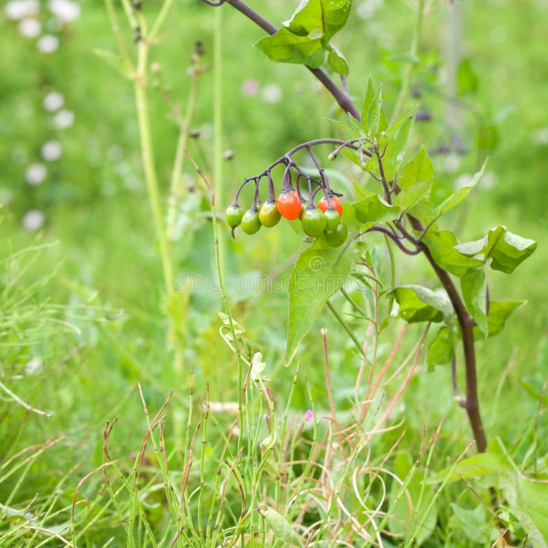 Solanum dulcamara stock photo Solanum dulcamara stock photo