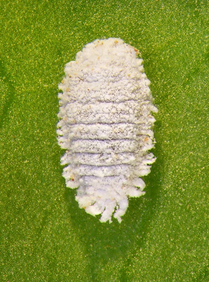 Cotton Mealybug, Phenacoccus Solenopsis and Its Natural Enemy, Lacewing