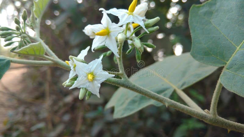 Solanum oberżyna lub torvum fotografia royalty free