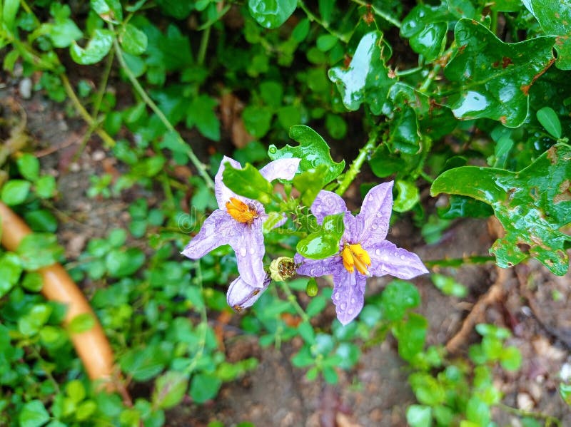 Solanum procumbens flower stock image. Image of solanum 258663819