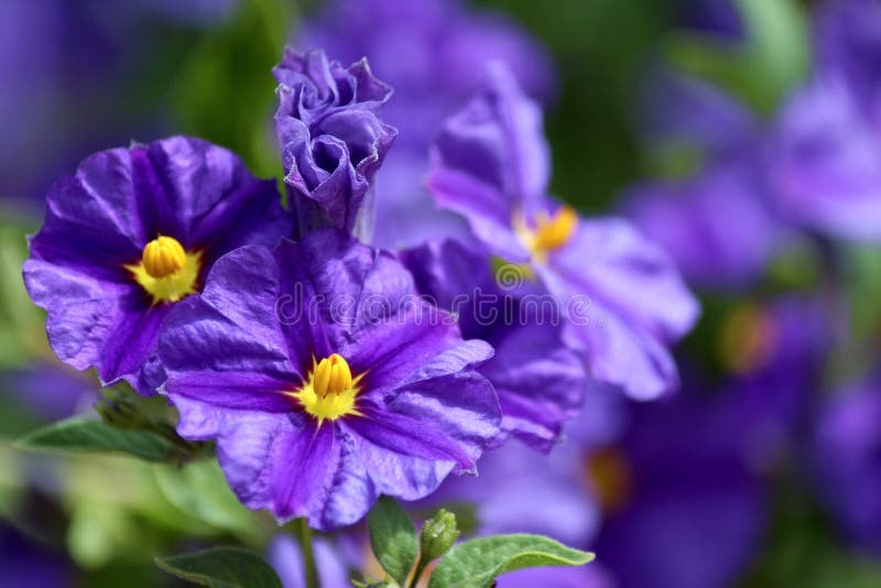 Solanum rantonnetii (Species: Lycianthes rantonnetii), flowerin