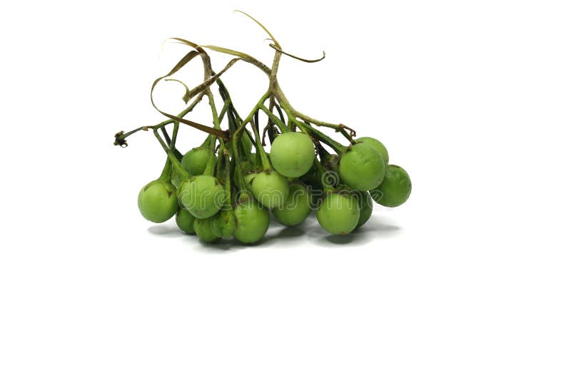 Solanum torva. grupa zielonych bakłażanów wyizolowanych na białym tle. obraz stock