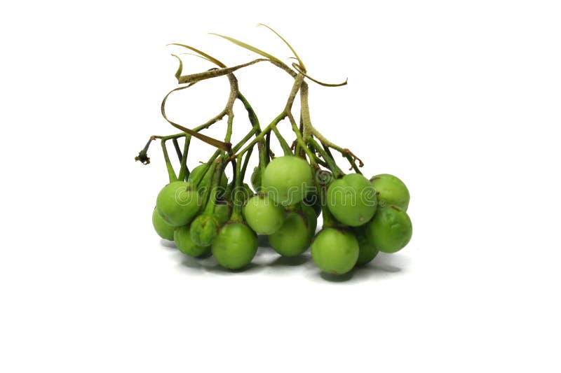 Solanum torva. grupa zielonych bakłażanów wyizolowanych na białym tle. obrazy stock