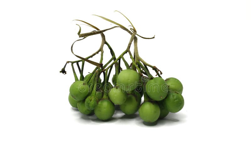 Solanum torva. grupa zielonych bakłażanów wyizolowanych na białym tle. fotografia royalty free
