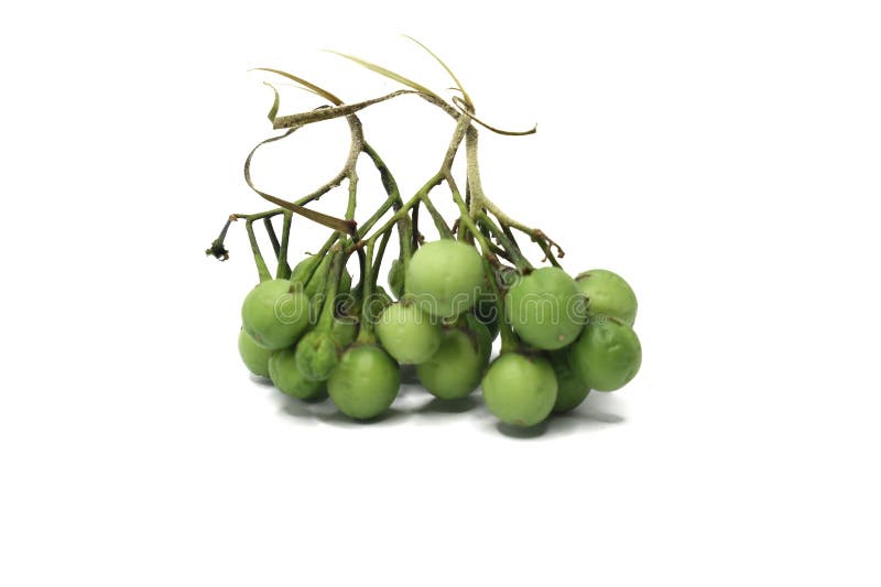 Solanum torva. grupa zielonych bakłażanów wyizolowanych na białym tle. obrazy stock