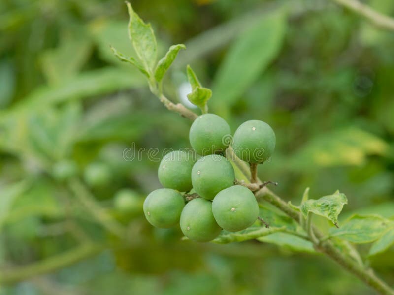 Solanum Torvum zdjęcie royalty free
