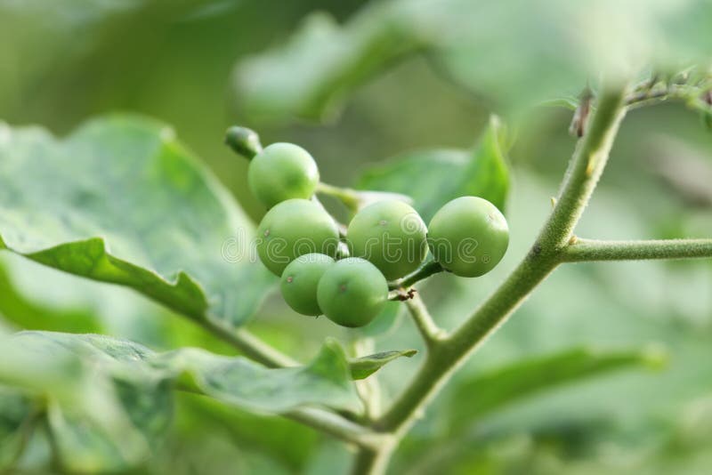 Zamyka do świeżego Solanum Torvum na drzewie