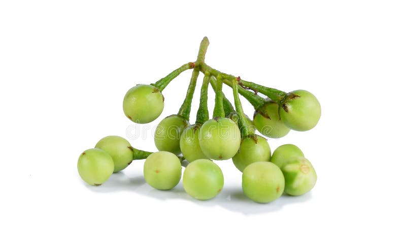 Solanum Torvum obrazy royalty free
