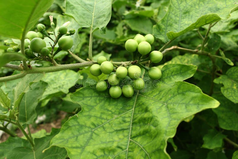 Solanum Torvum obraz stock