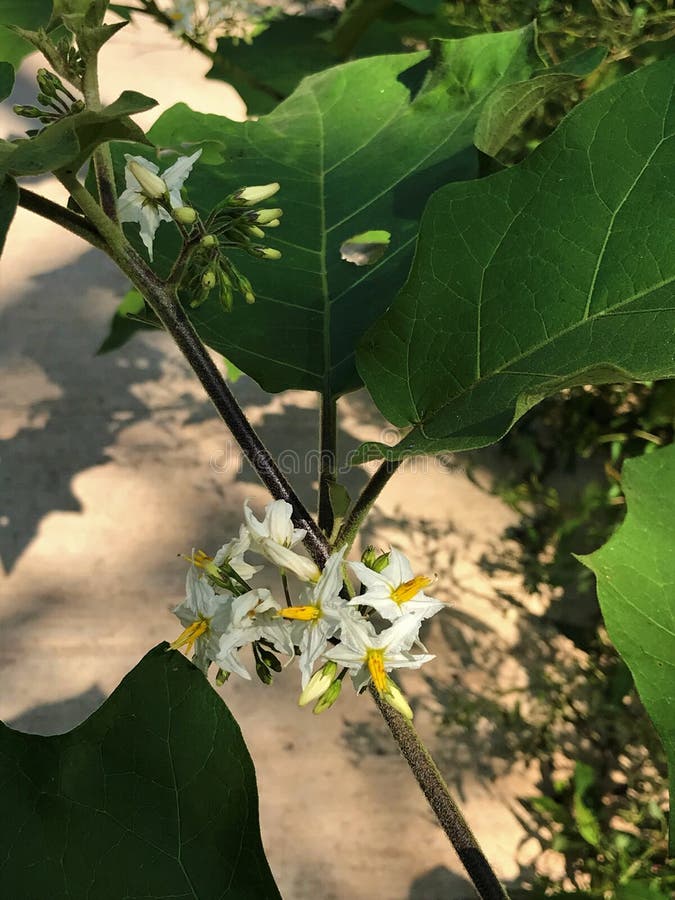 Solanum torvum lub Turcja jagoda lub Wypłaszamy krzaka, Dziką oberżynę, groch oberżynę lub grochu aubergine kwiat obraz stock