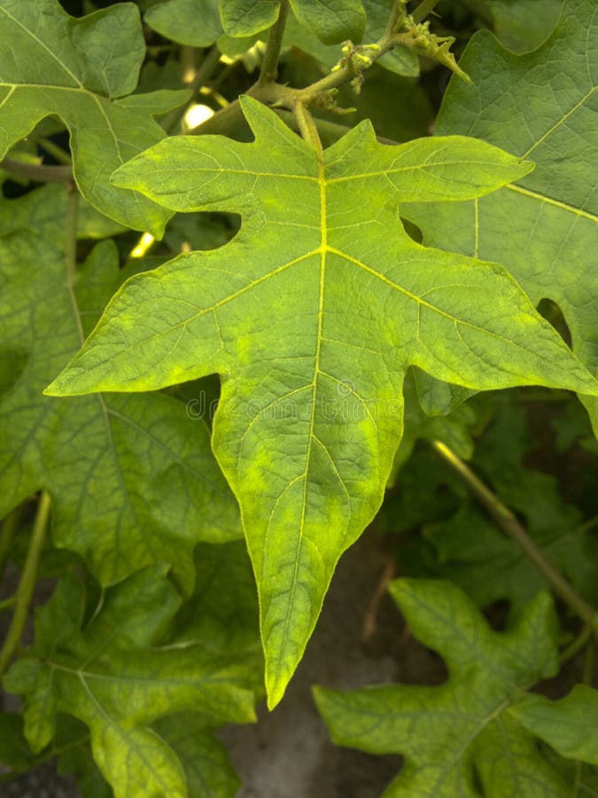 274 Solanum Torvum Natural Natural Green Eggplant Leaf Background Stock