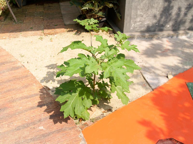 Solanum torvum r Obok przejścia zdjęcia stock