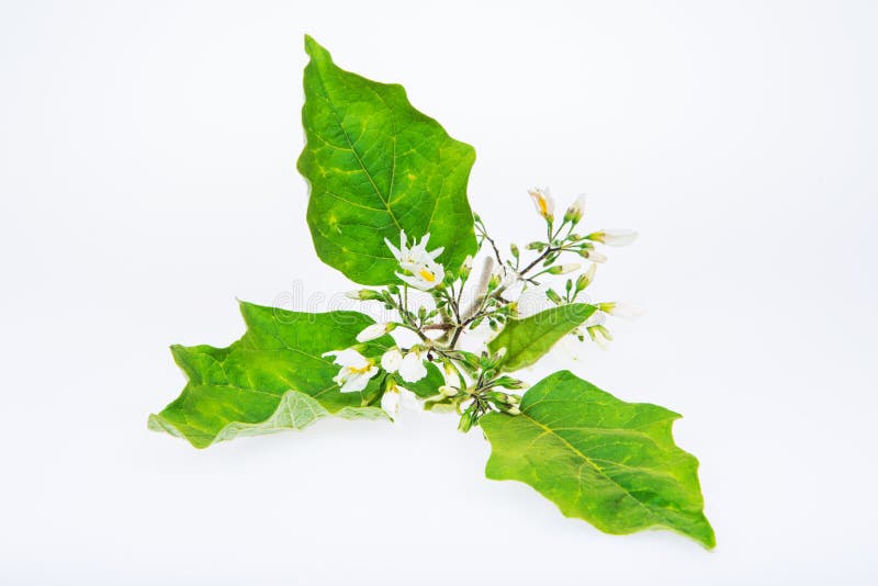 Solanum Torvum Sw kwiaty fotografia stock