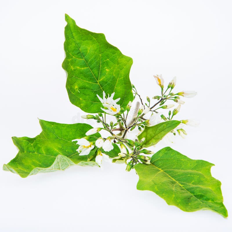 Solanum Torvum Sw kwiaty obrazy stock