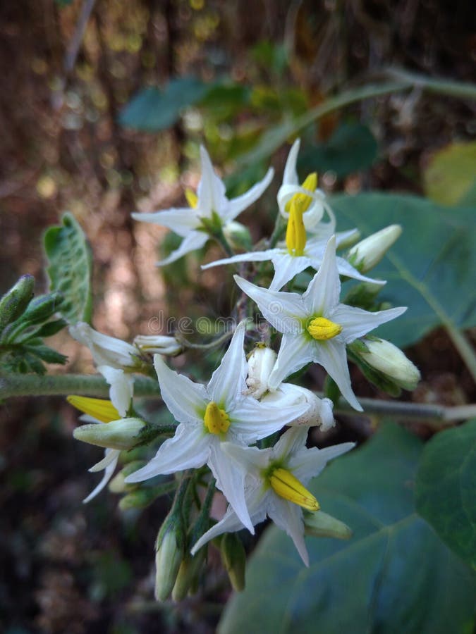 Solanum torvum swartz kwitnie na górze fotografia stock