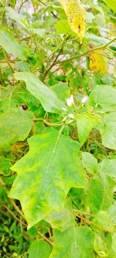 Solanum torvum Swartz roślina, która wciąż kwitnie fotografia royalty free