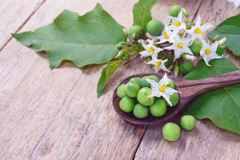 Solanum torvum z kwiat wiązką zdjęcie stock