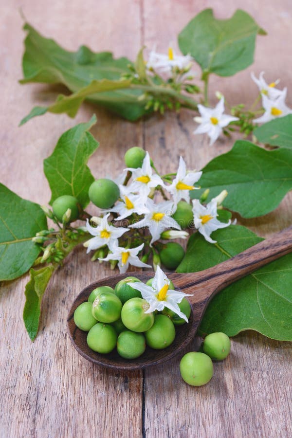 Solanum torvum z kwiat wiązką zdjęcie royalty free