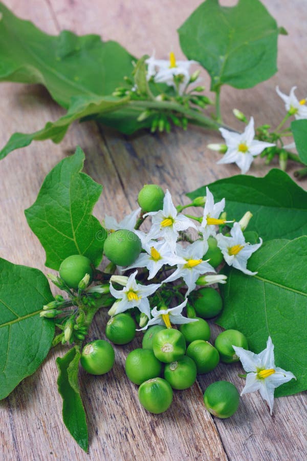Solanum torvum z kwiat wiązką obrazy stock