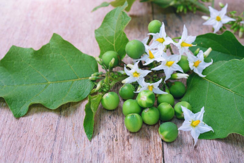 Solanum torvum z kwiat wiązką obrazy stock