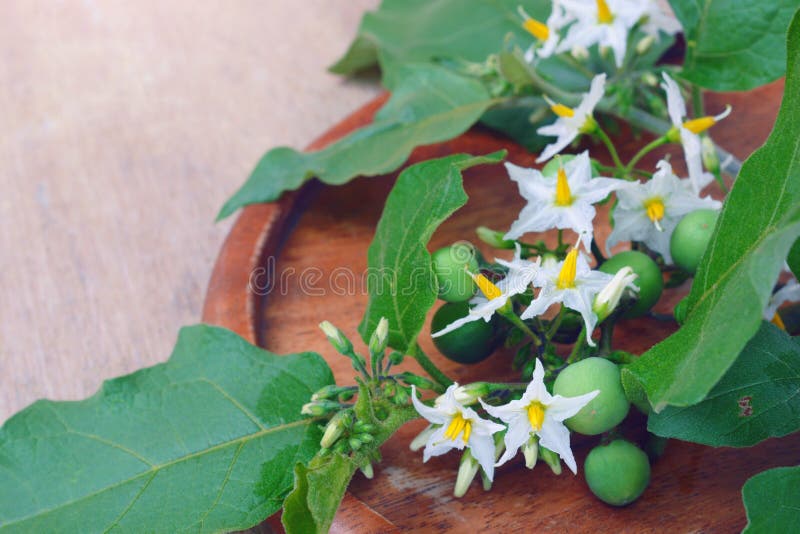Solanum torvum z kwiat wiązką zdjęcie royalty free
