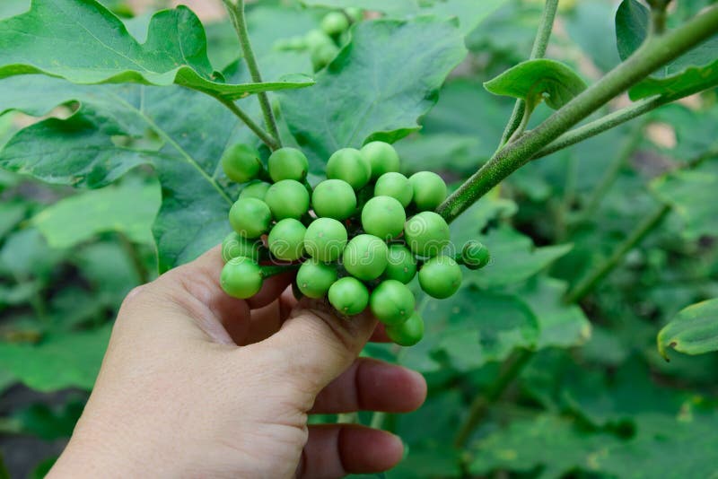 Solanum torvum z ręką zdjęcia stock