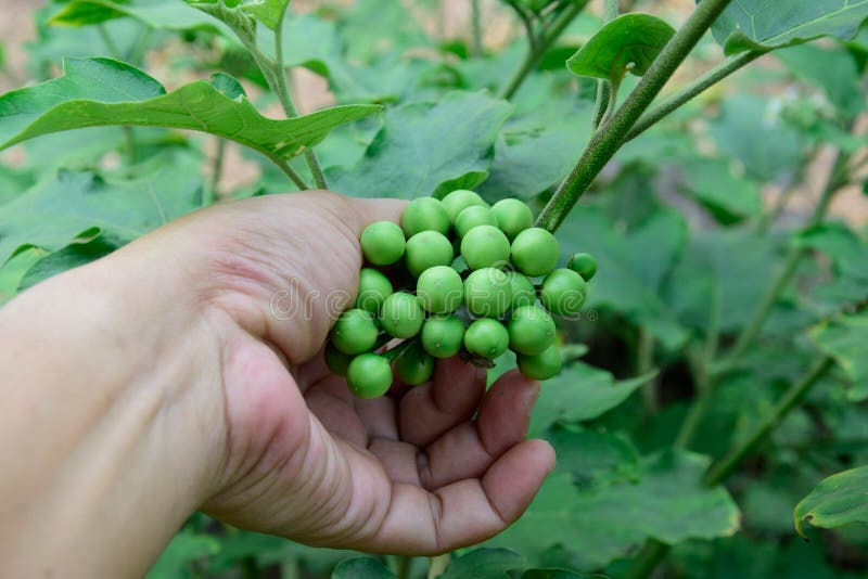 Solanum torvum z ręką zdjęcie stock