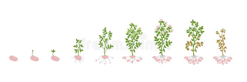 Solanum tuberosum dorośnięcia kartoflane Wektorowe Ilustracyjne rośliny Determinacja przyrost reżyseruje biologię royalty ilustracja Solanum tuberosum dorośnięcia kartoflane Wektorowe Ilustracyjne rośliny Determinacja przyrost reżyseruje biologię royalty ilustracja