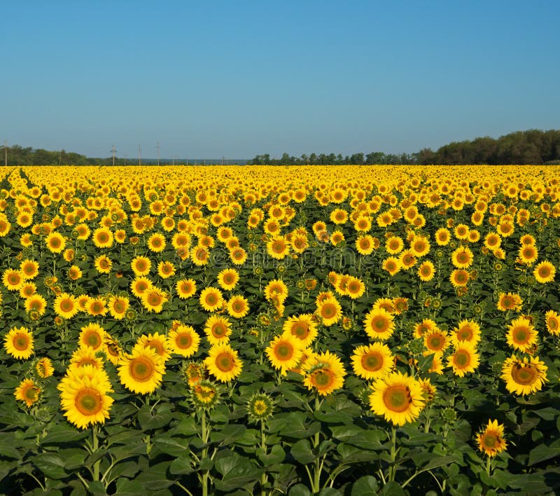 The solar field.