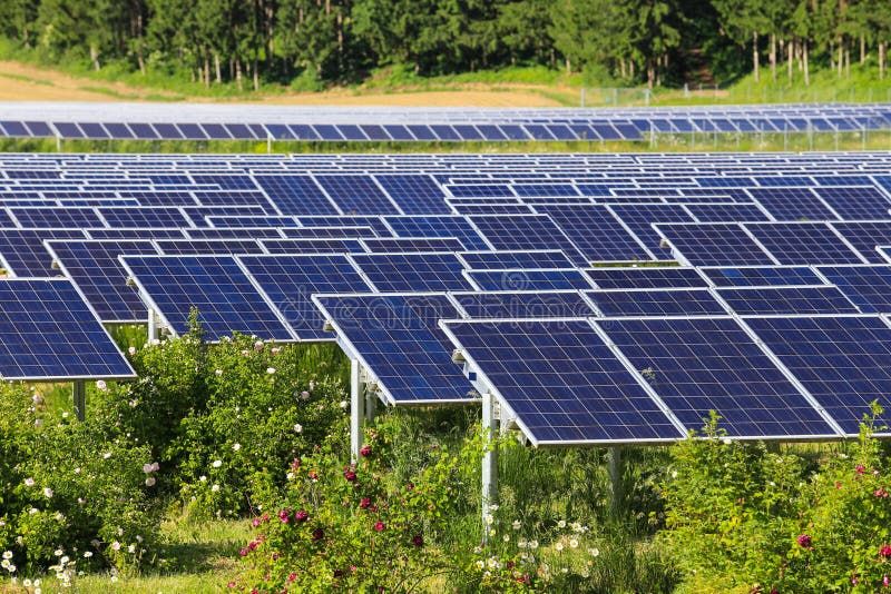 Renewable Energy Solar Panels With Green Trees Stock Photo - Image of