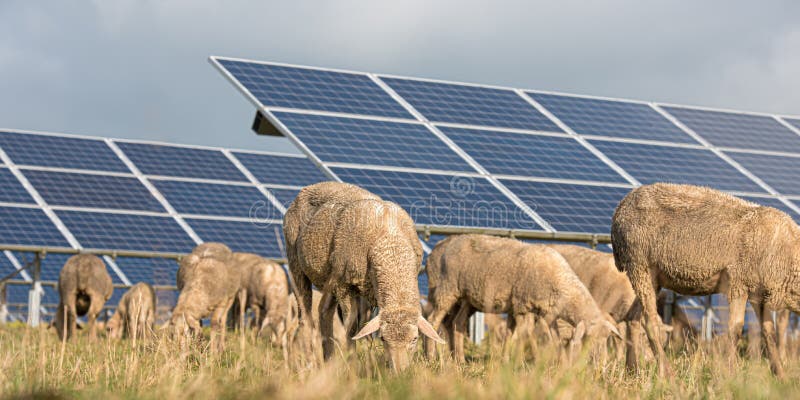 Solar power panels with grazing sheeps - photovoltaic system
