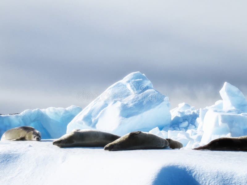 Two Weddell Seals & x28;Leptonychotes weddellii& x29; sunbathing on ice. Two Weddell Seals & x28;Leptonychotes weddellii& x29; sunbathing on ice