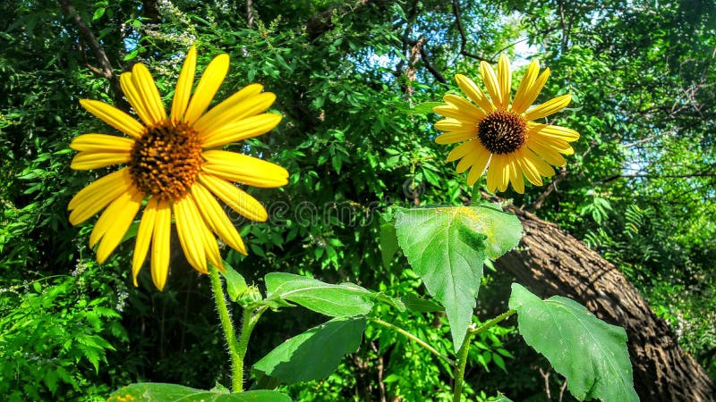 Two sunflowers standing tall in a field. Two sunflowers standing tall in a field.