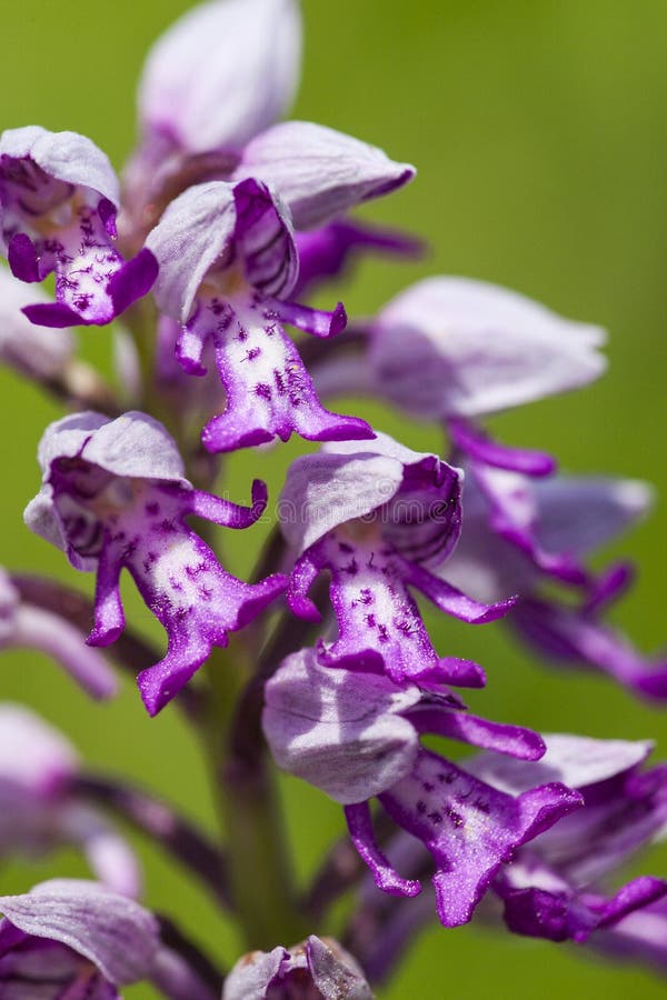 Soldaatje, Militaire Orchidee, Orchis-militaris royalty-vrije stock foto Soldaatje, Militaire Orchidee, Orchis-militaris royalty-vrije stock foto