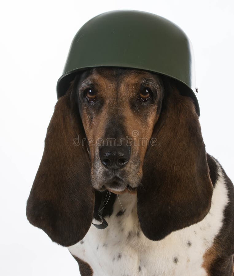Soldato canino