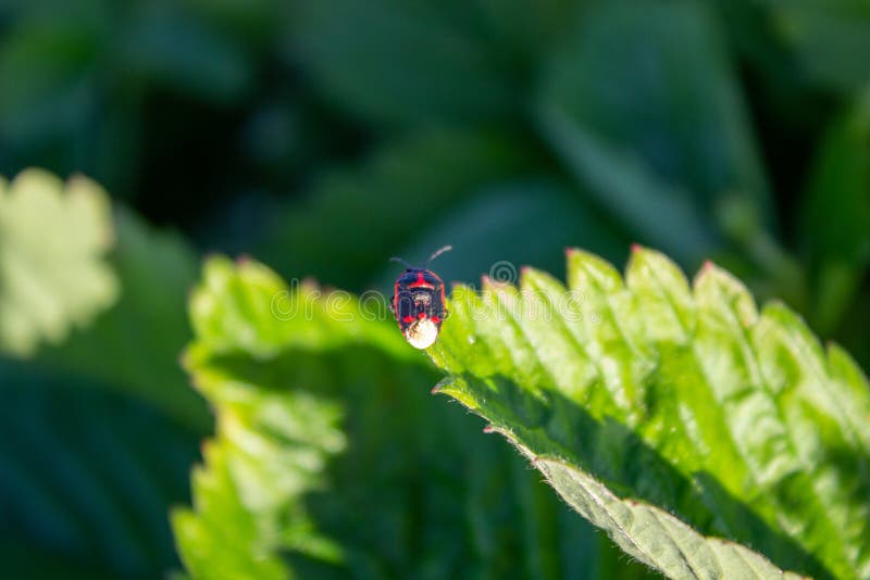 Soldier Beetle Climbing a Leaf. Soldier Beetle Tiny Black Beetle with