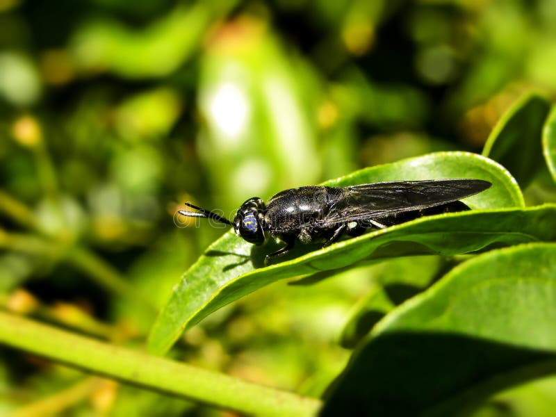 Soldier Fly