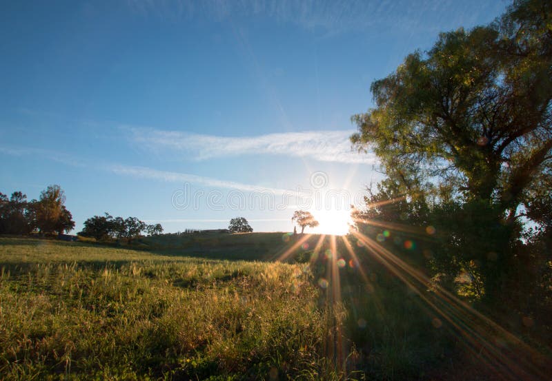 Sole di primo mattino che splende accanto alla quercia della valle sulla collina nel paese di vino di Paso Robles nel Central Val fotografia stock Sole di primo mattino che splende accanto alla quercia della valle sulla collina nel paese di vino di Paso Robles nel Central Val fotografia stock